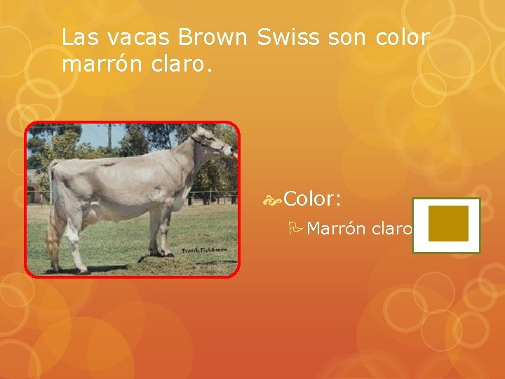 Las vacas Brown Swiss son color marrón claro. Color: PMarrón claro 