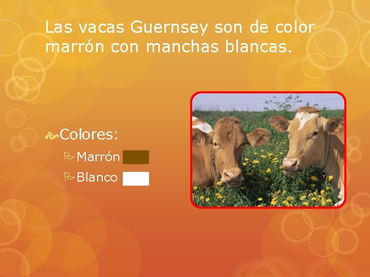 Las vacas Guernsey son de color marrón con manchas blancas. Colores: PMarrón PBlanco 