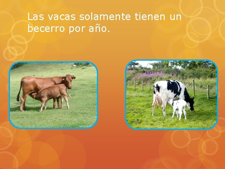 Las vacas solamente tienen un becerro por año. 