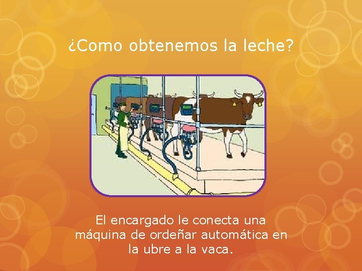 ¿Como obtenemos la leche? El encargado le conecta una máquina de ordeñar automática en