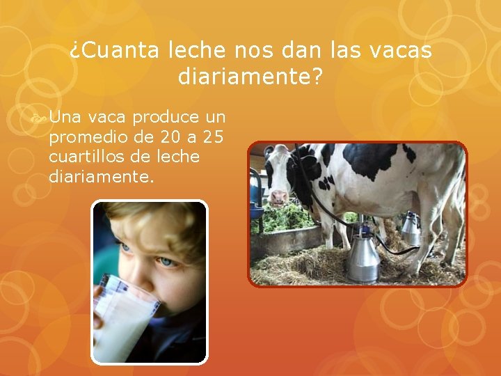 ¿Cuanta leche nos dan las vacas diariamente? Una vaca produce un promedio de 20