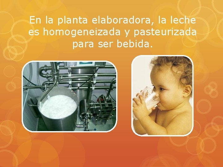En la planta elaboradora, la leche es homogeneizada y pasteurizada para ser bebida. 