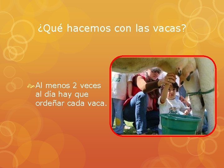 ¿Qué hacemos con las vacas? Al menos 2 veces al día hay que ordeñar