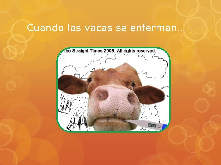 Cuando las vacas se enferman… 