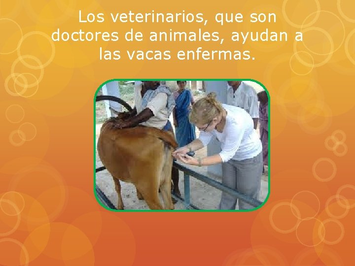 Los veterinarios, que son doctores de animales, ayudan a las vacas enfermas. 