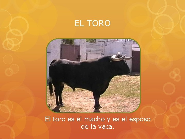 EL TORO El toro es el macho y es el esposo de la vaca.