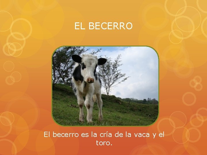 EL BECERRO El becerro es la cría de la vaca y el toro. 