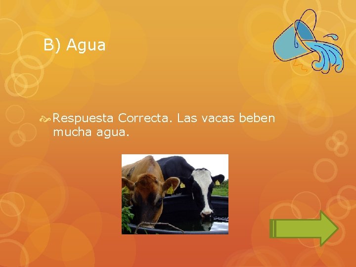 B) Agua Respuesta Correcta. Las vacas beben mucha agua. 