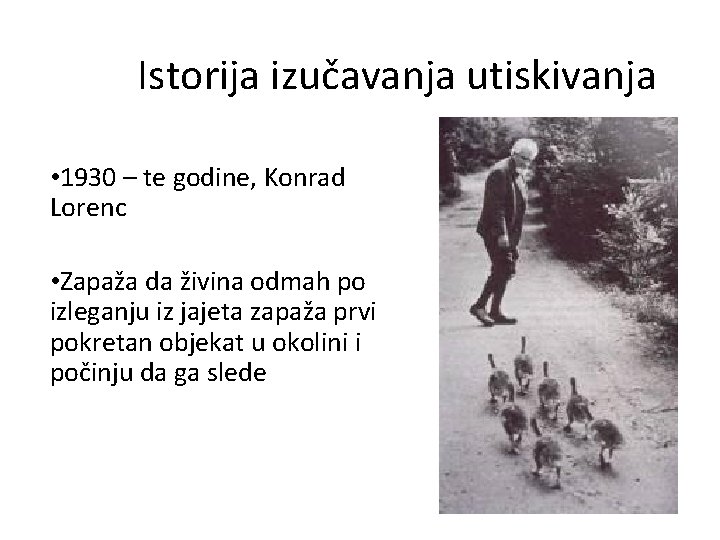 Istorija izučavanja utiskivanja • 1930 – te godine, Konrad Lorenc • Zapaža da živina