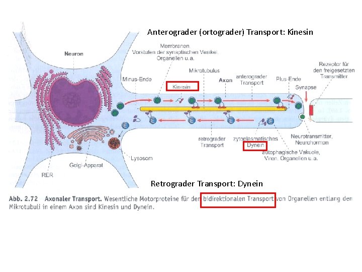 Anterograder (ortograder) Transport: Kinesin Retrograder Transport: Dynein 