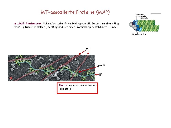 MT-assoziierte Proteine (MAP) γ-tubulin Ringkomplex: Nukleationsstelle für Neubildung von MT. Besteht aus einem Ring