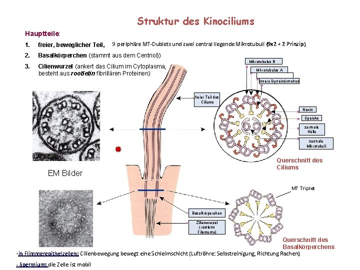 Struktur des Kinociliums Hauptteile: 9 periphäre MT-Dublets und zwei zentral liegende Mikrotubuli (9 x