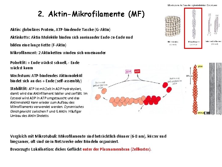 2. Aktin-Mikrofilamente (MF) Aktin: globuläres Protein, ATP-bindende Tasche (G-Aktin) Aktinkette: Aktin Moleküle binden sich