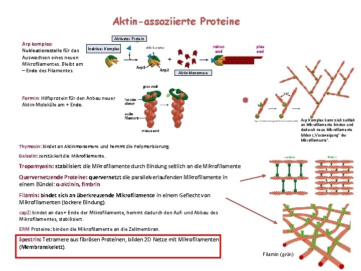 Aktin-assoziierte Proteine Arp komplex: Nukleationsstelle für das Auswachsen eines neuen Mikrofilamentes. Bleibt am –