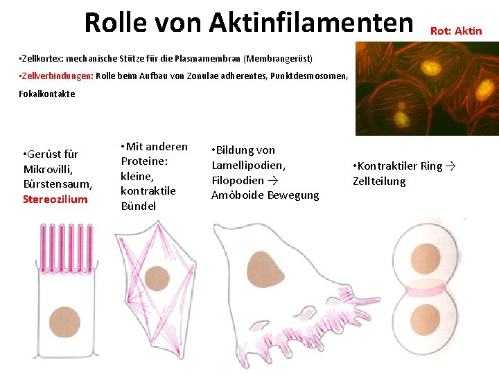 Rolle von Aktinfilamenten Rot: Aktin • Zellkortex: mechanische Stütze für die Plasmamembran (Membrangerüst) •