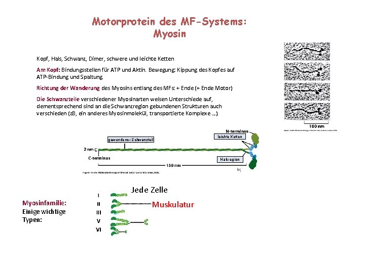 Motorprotein des MF-Systems: Myosin Kopf, Hals, Schwanz, Dimer, schwere und leichte Ketten Am Kopf: