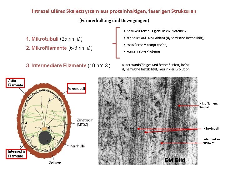 Intrazelluläres Skelettsystem aus proteinhaltigen, faserigen Strukturen (Formerhaltung und Bewegungen) • polymerisiert aus globulären Proteinen,