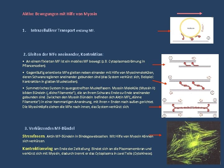 Aktive Bewegungen mit Hilfe von Myosin 1. Intrazellulärer Transport entlang MF. 2. Gleiten der