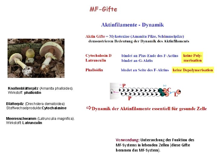 MF-Gifte Knollenblätterpilz (Amanita phalloides). Wirkstoff: phalloidin Blätterpilz (Drechslera dematoidea) Stoffwechselprodukte: Cytochalasine Meeresschwamm (Latrunculia magnifica).