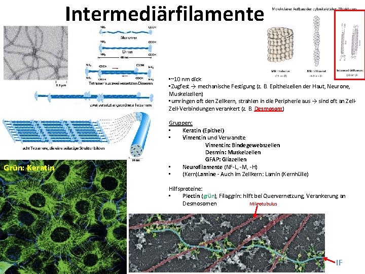 Intermediärfilamente (IF) • ~10 nm dick • Zugfest → mechanische Festigung (z. B. Epithelzellen
