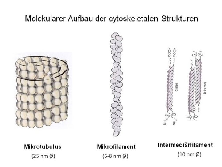 Molekularer Aufbau der cytoskeletalen Strukturen Mikrotubulus Mikrofilament Intermediärfilament 