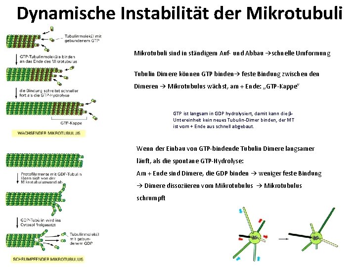 Dynamische Instabilität der Mikrotubuli sind in ständigem Auf- und Abbau →schnelle Umformung Tubulin Dimere