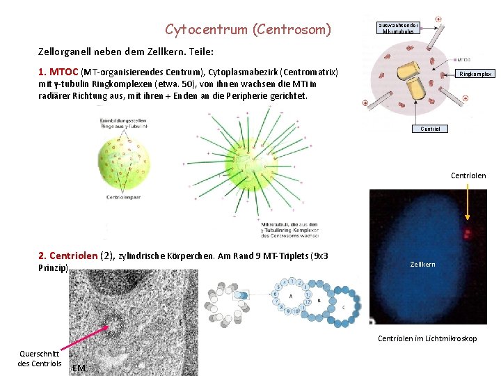 Cytocentrum (Centrosom) auswachsender Mikrotubulus Zellorganell neben dem Zellkern. Teile: 1. MTOC (MT-organisierendes Centrum), Cytoplasmabezirk