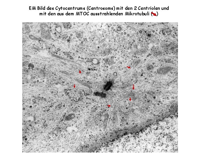EM Bild des Cytocentrums (Centrosoms) mit den 2 Centriolen und mit den aus dem