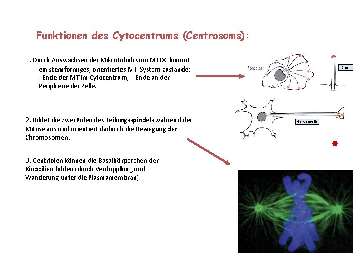 Funktionen des Cytocentrums (Centrosoms): 1. Durch Auswachsen der Mikrotubuli vom MTOC kommt ein sternförmiges,