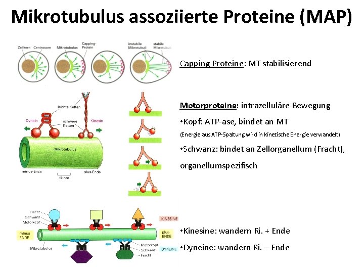 Mikrotubulus assoziierte Proteine (MAP) Capping Proteine: MT stabilisierend Motorproteine: intrazelluläre Bewegung • Kopf: ATP-ase,