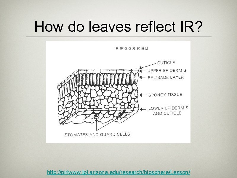 How do leaves reflect IR? http: //pirlwww. lpl. arizona. edu/research/biosphere/Lesson/ How do leaves reflect IR? http: //pirlwww. lpl. arizona. edu/research/biosphere/Lesson/