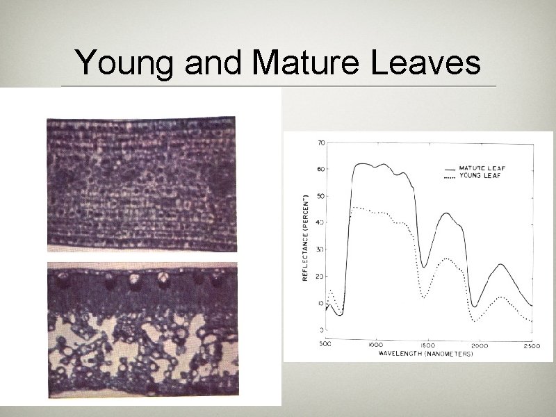 Young and Mature Leaves Young and Mature Leaves