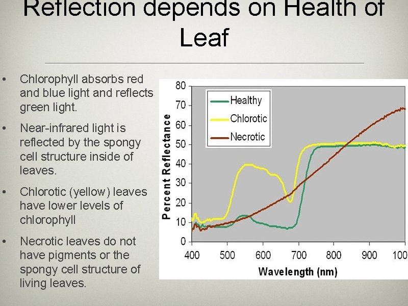 Reflection depends on Health of Leaf • Chlorophyll absorbs red and blue light and
