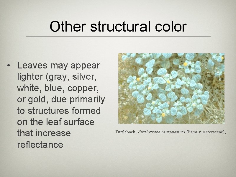 Other structural color • Leaves may appear lighter (gray, silver, white, blue, copper, or