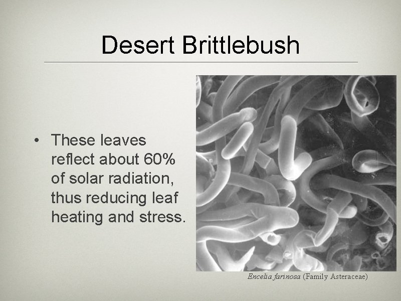 Desert Brittlebush • These leaves reflect about 60% of solar radiation, thus reducing leaf Desert Brittlebush • These leaves reflect about 60% of solar radiation, thus reducing leaf