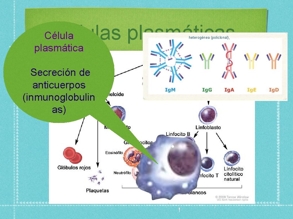 células plasmáticas Célula plasmática Secreción de anticuerpos (inmunoglobulin as) heterogénea (policlonal), 