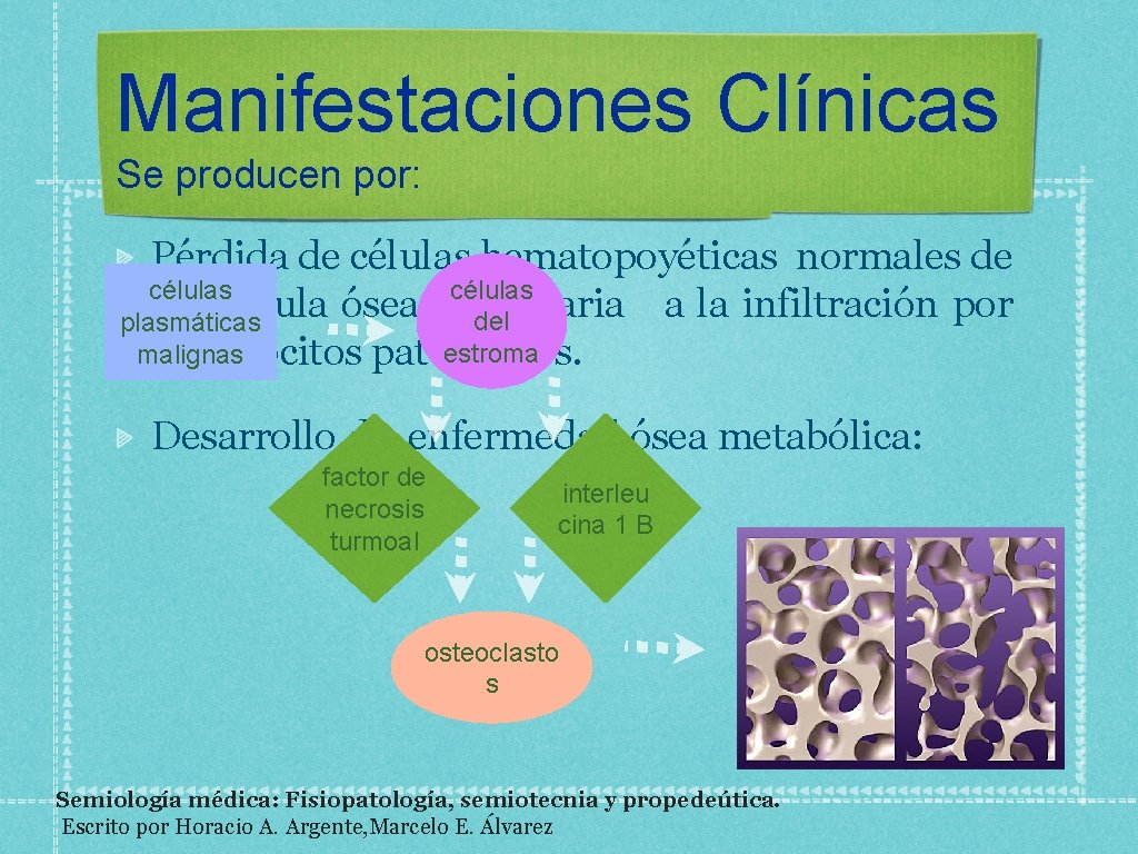 Manifestaciones Clínicas Se producen por: Pérdida de células hematopoyéticas normales de células la médula