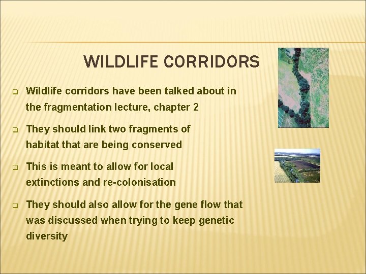 WILDLIFE CORRIDORS q Wildlife corridors have been talked about in the fragmentation lecture, chapter