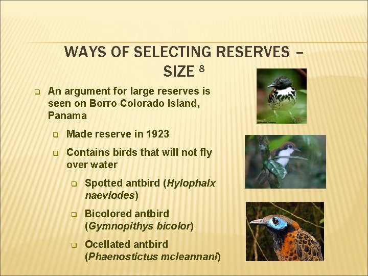WAYS OF SELECTING RESERVES – SIZE 8 q An argument for large reserves is