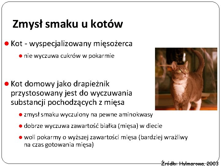 Zmysł smaku u kotów l Kot - wyspecjalizowany mięsożerca l nie wyczuwa cukrów w