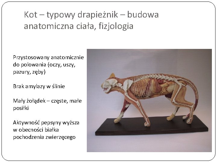 Kot – typowy drapieżnik – budowa anatomiczna ciała, fizjologia Przystosowany anatomicznie do polowania (oczy,