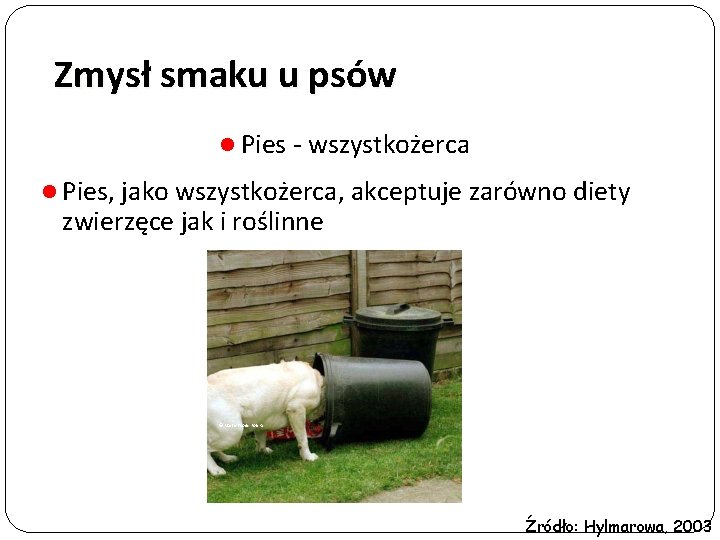 Zmysł smaku u psów l Pies - wszystkożerca l Pies, jako wszystkożerca, akceptuje zarówno