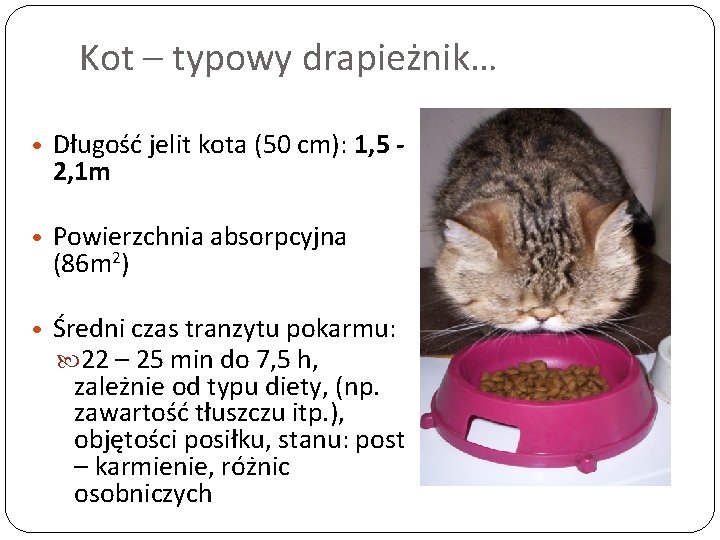 Kot – typowy drapieżnik… • Długość jelit kota (50 cm): 1, 5 - 2,