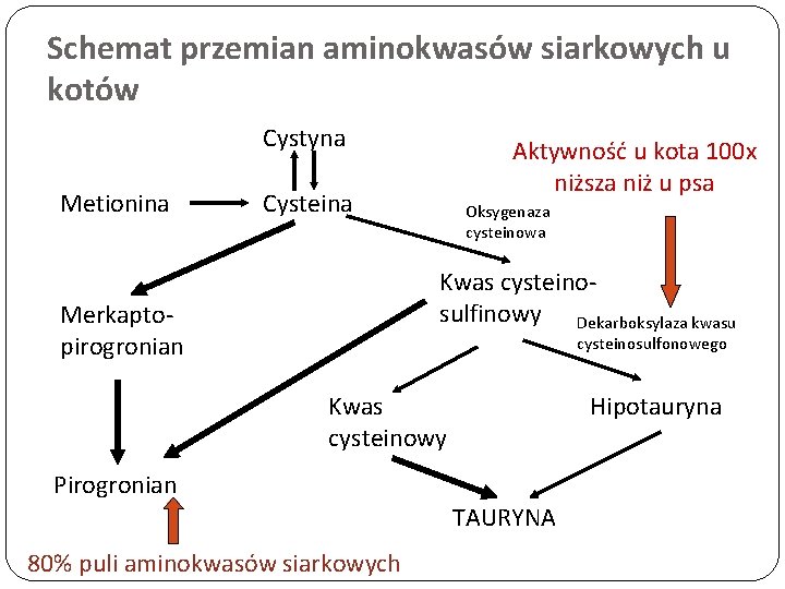 Schemat przemian aminokwasów siarkowych u kotów Cystyna Metionina Aktywność u kota 100 x niższa