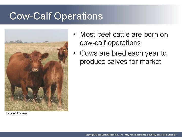 Cow-Calf Operations • Most beef cattle are born on cow-calf operations • Cows are