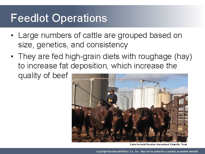 Feedlot Operations • Large numbers of cattle are grouped based on size, genetics, and