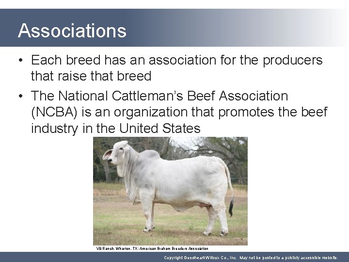 Associations • Each breed has an association for the producers that raise that breed