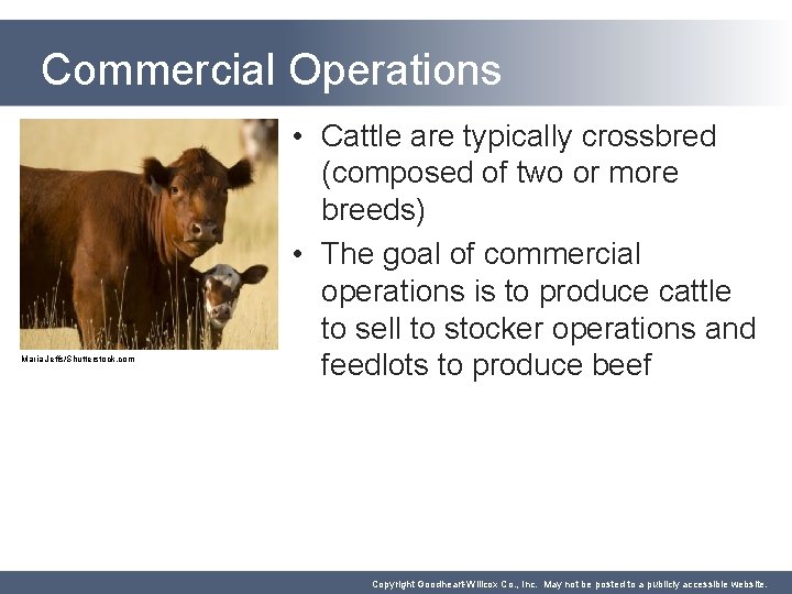 Commercial Operations Maria Jeffs/Shutterstock. com • Cattle are typically crossbred (composed of two or