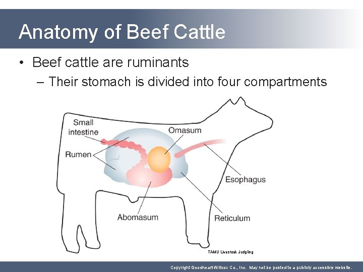 Anatomy of Beef Cattle • Beef cattle are ruminants – Their stomach is divided