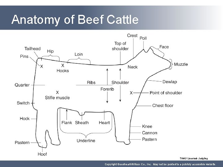 Anatomy of Beef Cattle TAMU Livestock Judgling Copyright Goodheart-Willcox Co. , Inc. May not